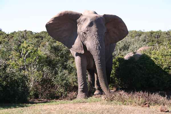 Self Drive Addo Elephant Park | The Gap Year Family Self Drive Addo Elephant Park